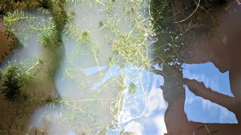 Texas boaters, fishers: Is this wicked plant coming home with you?